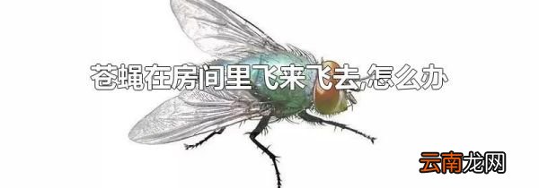 苍蝇在房间里飞来飞去,怎么办