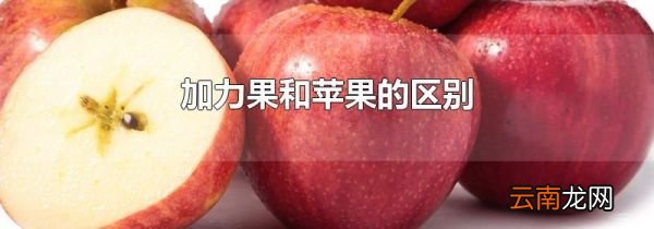 加力果和苹果的区别