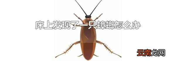 床上发现了一只蟑螂怎么办