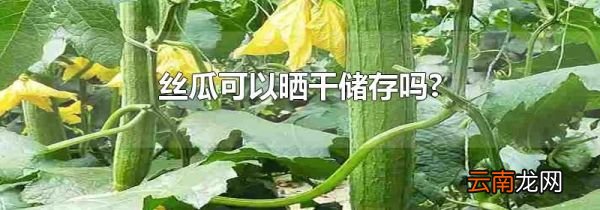 丝瓜可以晒干储存吗?
