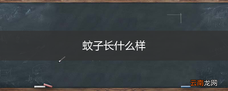蚊子长什么样