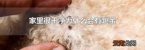 家里很干净为什么会有跳蚤