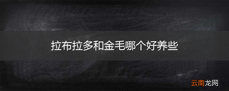 拉布拉多和金毛哪个好养些