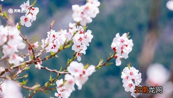 路上行人欲断魂的欲是什么意思 路上行人欲断魂的欲是指