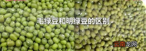 毛绿豆和明绿豆的区别
