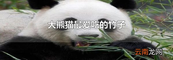 大熊猫最爱吃的竹子