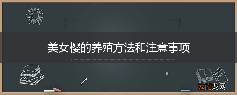 美女樱的养殖方法和注意事项