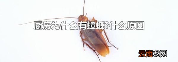 厨房为什么有蟑螂?什么原因