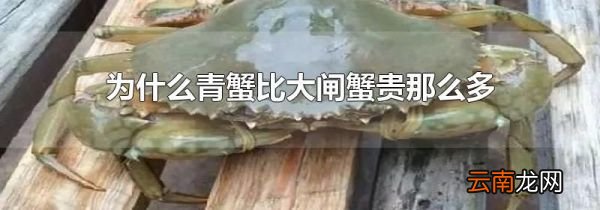 为什么青蟹比大闸蟹贵那么多