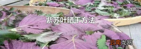 紫苏叶晒干方法