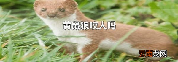 黄鼠狼咬人吗