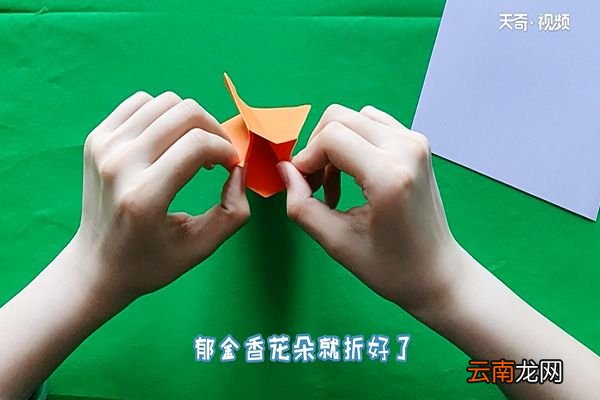 郁金香怎么折