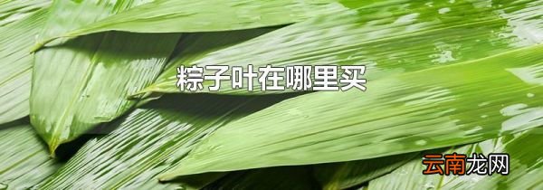 粽子叶在哪里买