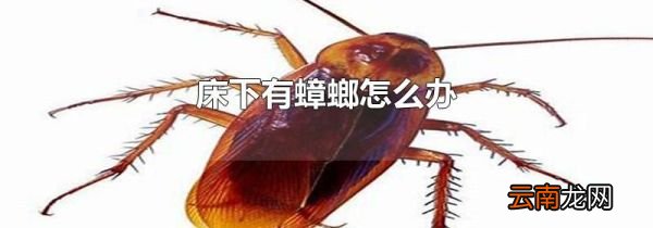 床下有蟑螂怎么办