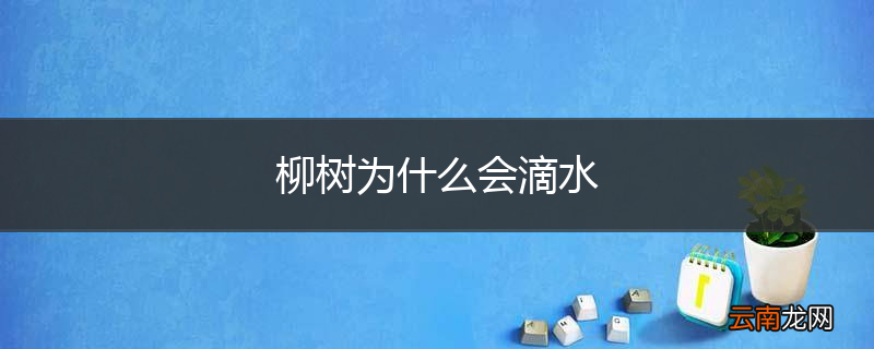 柳树为什么会滴水