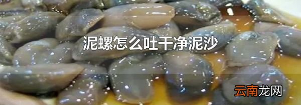 泥螺怎么吐干净泥沙