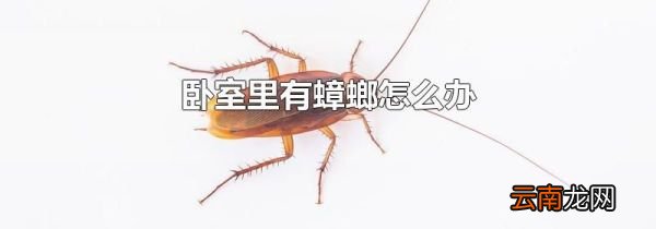 卧室里有蟑螂怎么办