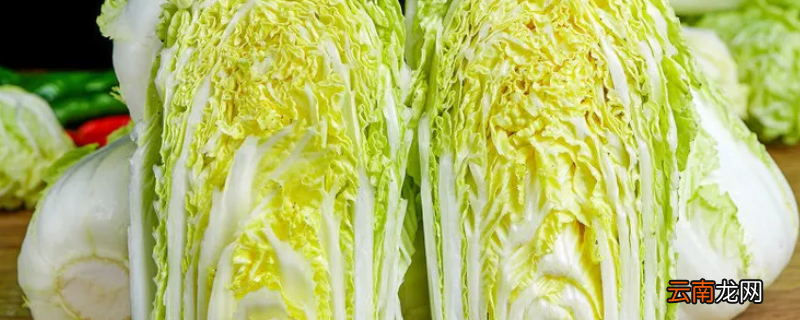 旺菜是白菜吗