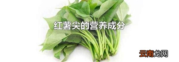 红薯尖的营养成分