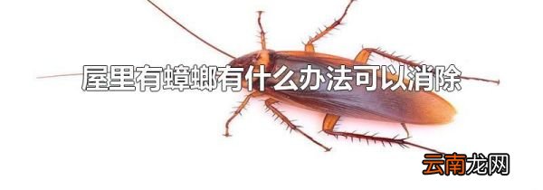 屋里有蟑螂有什么办法可以消除