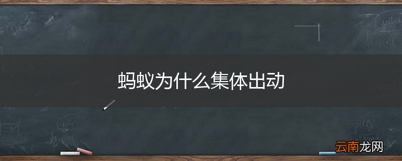 蚂蚁为什么集体出动
