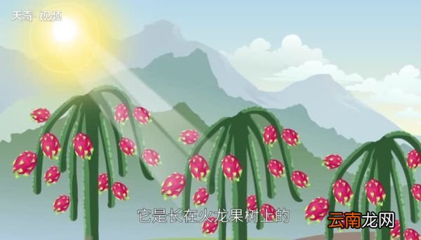 火龙果是仙人掌的果实吗火龙果是仙人掌培育出来的果子吗