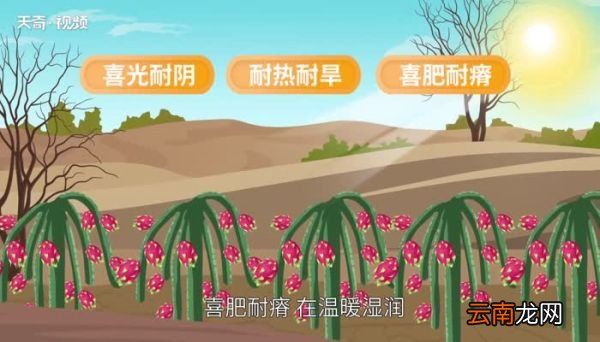 火龙果是仙人掌的果实吗火龙果是仙人掌培育出来的果子吗