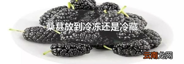 桑葚放到冷冻还是冷藏