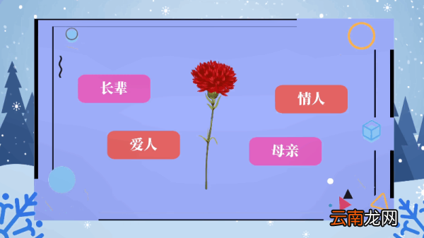 红色康乃馨花语 红色康乃馨花语是什么