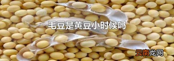 毛豆是黄豆小时候吗