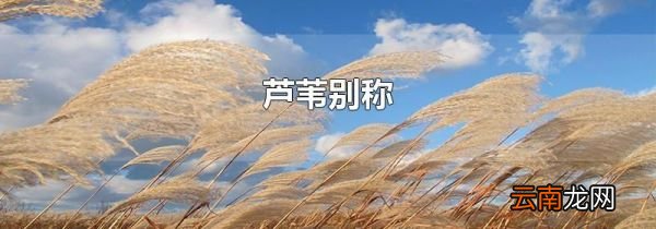 芦苇别称