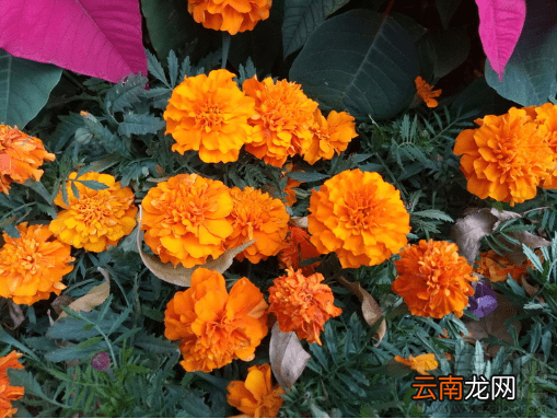 酷比f1手机怎么样？酷比f1手机评测