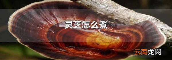 灵芝怎么煮