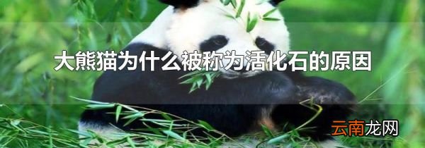 大熊猫为什么被称为活化石的原因