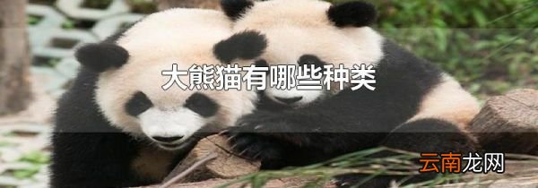 大熊猫有哪些种类