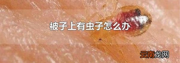 被子上有虫子怎么办
