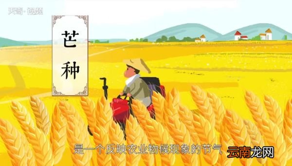 芒种的来历和风俗 芒种节气的来历和风俗