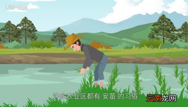 芒种的来历和风俗 芒种节气的来历和风俗