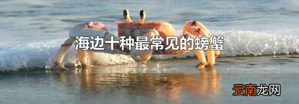 海边十种最常见的螃蟹