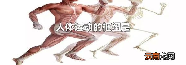 人体运动的枢纽是