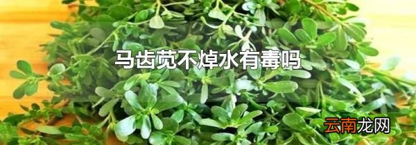马齿苋不焯水有毒吗
