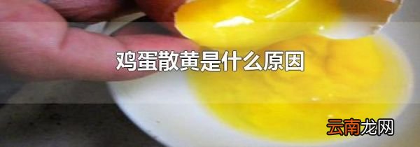 鸡蛋散黄是什么原因
