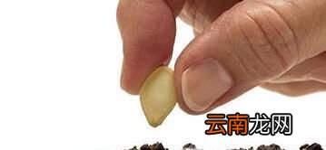 绿苏种子的种植方法