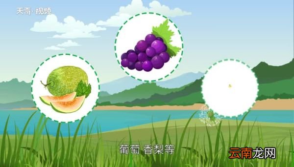 新疆干果种类新疆干果有哪些