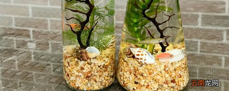 密封生态瓶的原理
