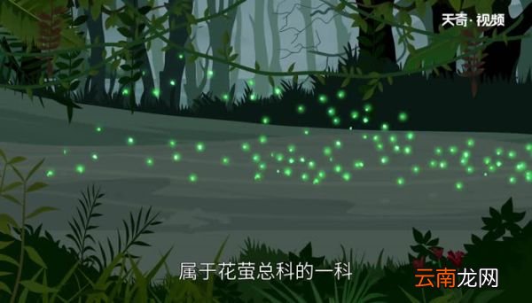 萤火虫吃什么 如何养萤火虫