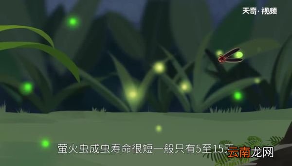 萤火虫吃什么 如何养萤火虫