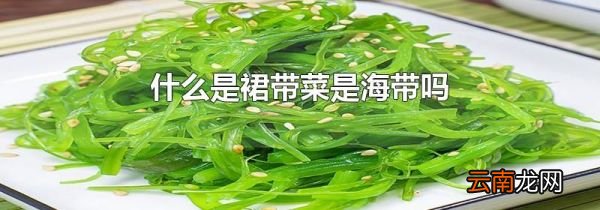 什么是裙带菜是海带吗
