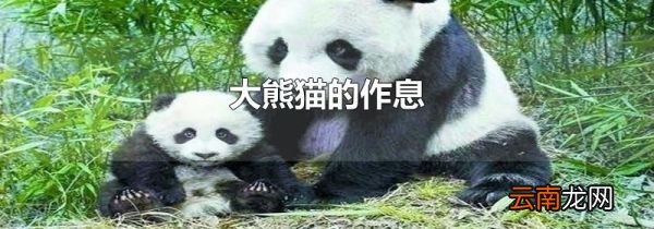 大熊猫的作息