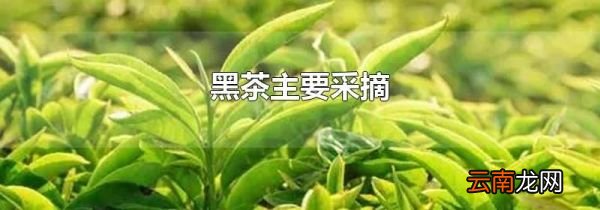黑茶主要采摘